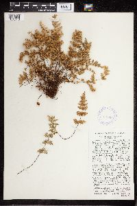 Cheilanthes feei image