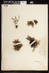 Cheilanthes feei image