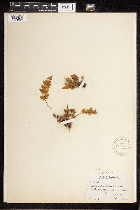 Cheilanthes feei image