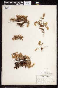 Cheilanthes feei image