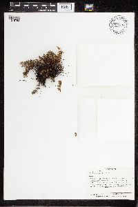 Cheilanthes feei image