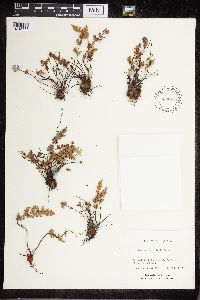 Cheilanthes feei image