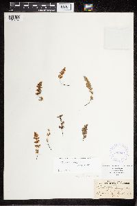 Cheilanthes feei image