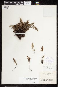 Cheilanthes feei image