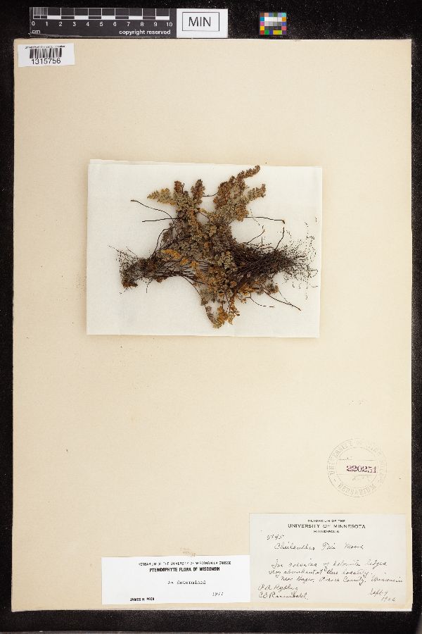 Cheilanthes feei image