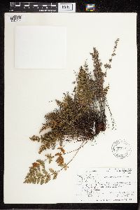 Cheilanthes feei image