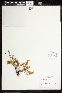 Cheilanthes feei image