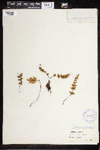 Cheilanthes feei image