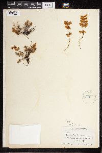 Cheilanthes feei image