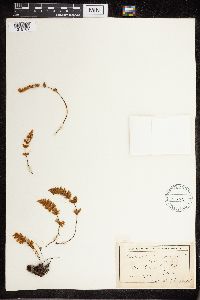 Cheilanthes feei image