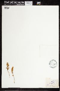 Cheilanthes feei image