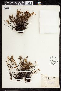 Cheilanthes feei image