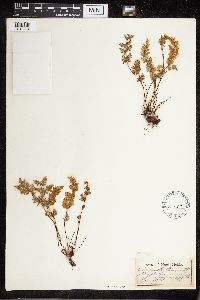 Cheilanthes feei image