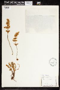 Cheilanthes feei image