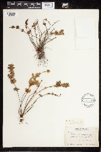 Cheilanthes feei image