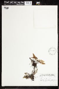 Cheilanthes feei image