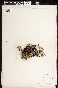 Cheilanthes feei image