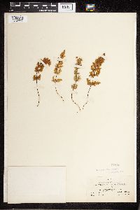 Cheilanthes feei image