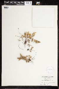 Cheilanthes feei image