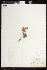 Cheilanthes feei image