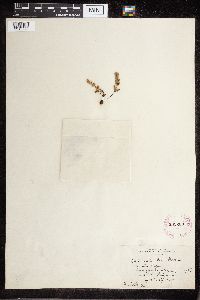 Cheilanthes feei image