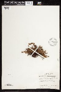 Cheilanthes feei image