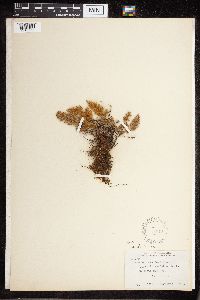 Cheilanthes feei image