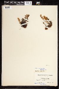 Cheilanthes feei image