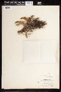 Cheilanthes feei image