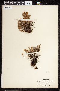 Cheilanthes feei image