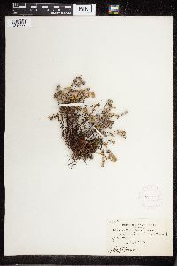 Cheilanthes feei image