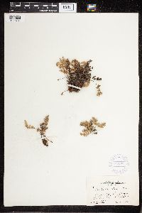 Cheilanthes feei image