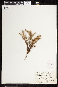Cheilanthes feei image