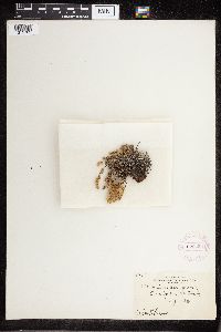 Cheilanthes feei image