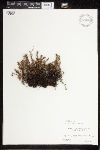 Cheilanthes feei image