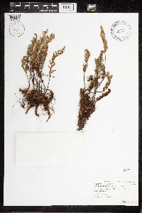 Cheilanthes fendleri image