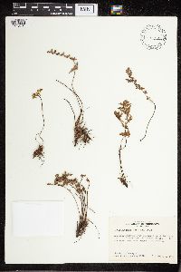 Cheilanthes fendleri image
