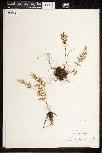 Cheilanthes fendleri image