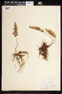 Cheilanthes fendleri image