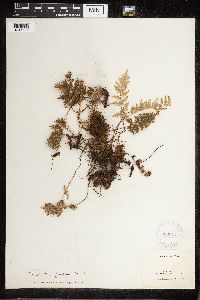 Cheilanthes fendleri image