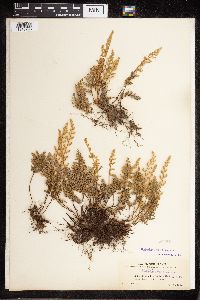 Cheilanthes fendleri image