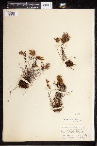 Cheilanthes fendleri image