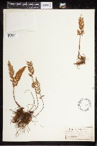 Cheilanthes fendleri image