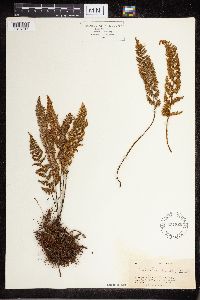 Cheilanthes fendleri image