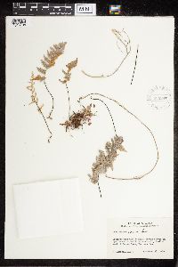 Cheilanthes fendleri image