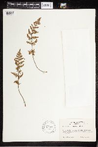 Cheilanthes fendleri image