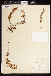 Cheilanthes fendleri image