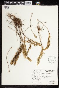 Cheilanthes fendleri image
