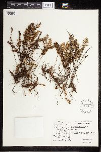 Cheilanthes fendleri image