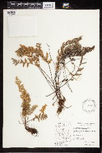 Cheilanthes fendleri image
